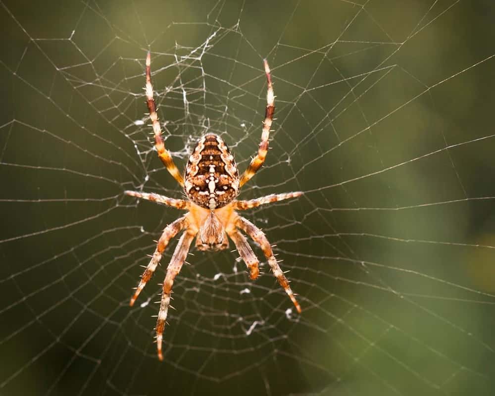 A spider sits and waits in its web
