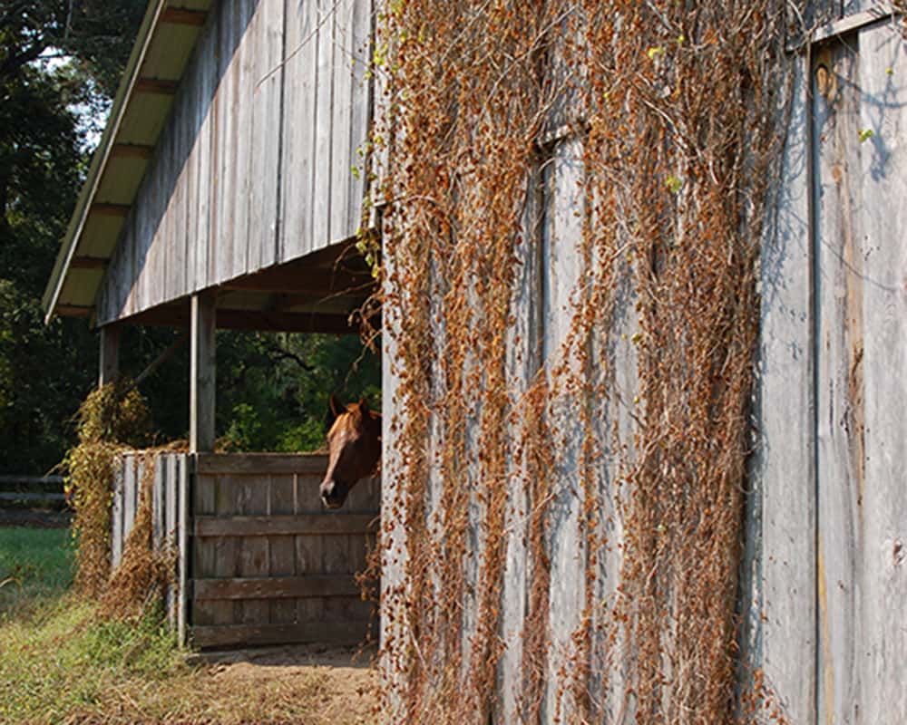 After using Total Vegetation Control, weeds on a barn are dead.