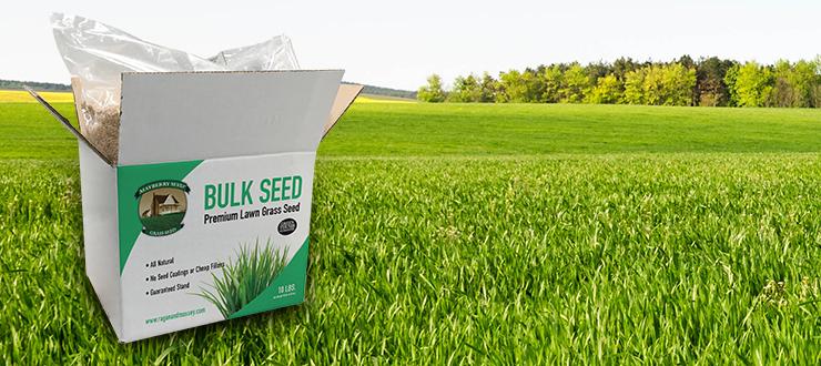 Your Ultimate Guide To Mayberry Grass Seed