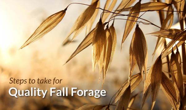 Forage oats are key to fall pasture health