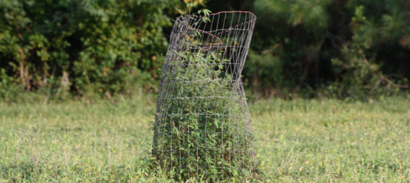 FORAGING AHEAD WITH DR. DON BALL: EXCLUSION CAGES
