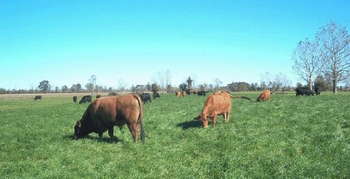 Winter Forages For Southern Cattlemen: Your Top 3 Winter Forage Questions Answered