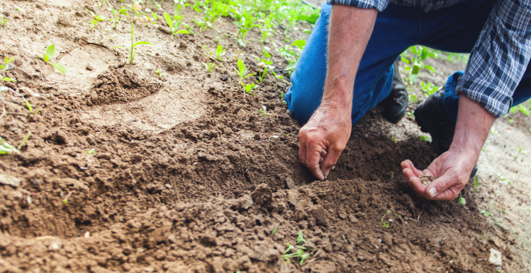 How To Grow A Summer Garden Salad From The Ground Up