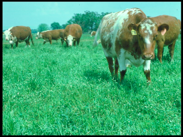 Forage Grasses Versus Forage Legumes