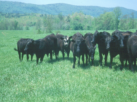 TALL FESCUE ENDOPHYTE STATUS OVER TIME