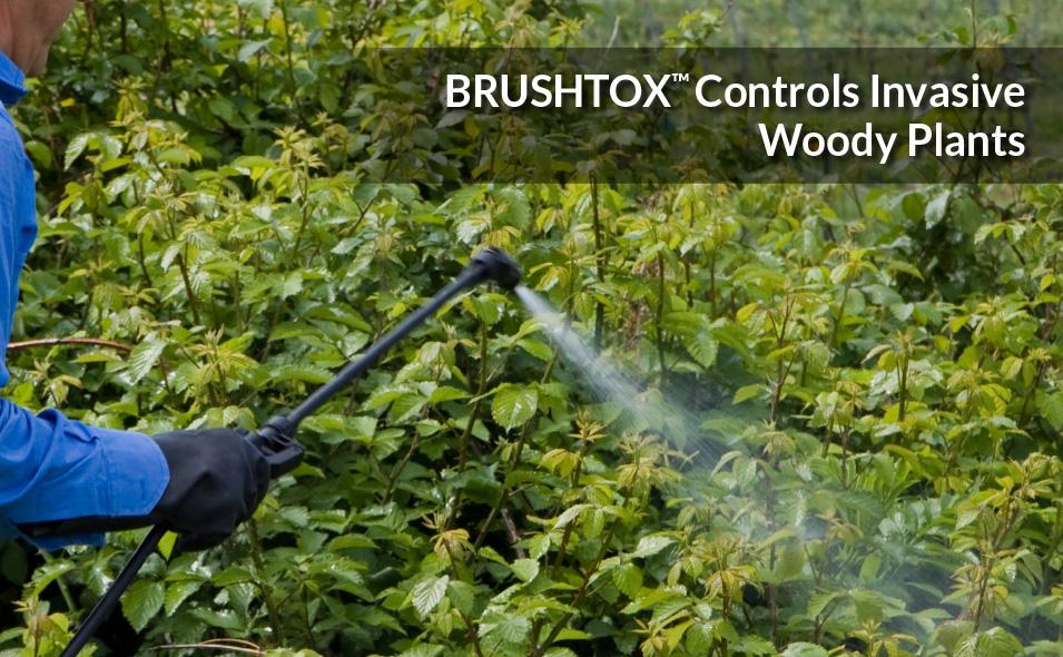 Control woody plants and broadleaf weeds with BRUSHTOX™