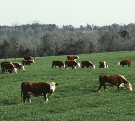 Pasture Forage Offers Advantages Over Stored Feed