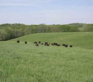 Perennial Forages in the South