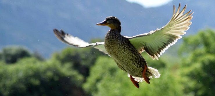 Blind Ambition: Making the Most of the Last Days of Duck Season