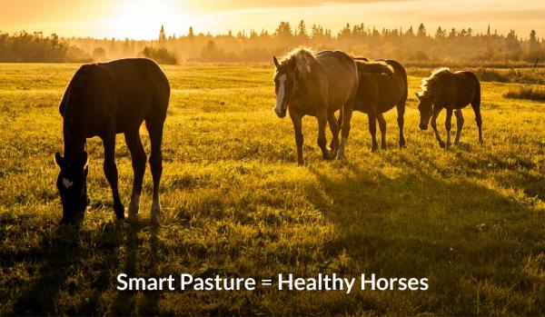 Smart pasture management makes healthy, happy horses