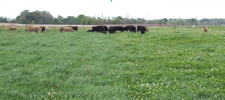 THE CASE FOR FORAGE LEGUMES