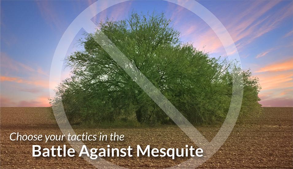 Mesquite management: cut-stump vs. basal-bark treatment
