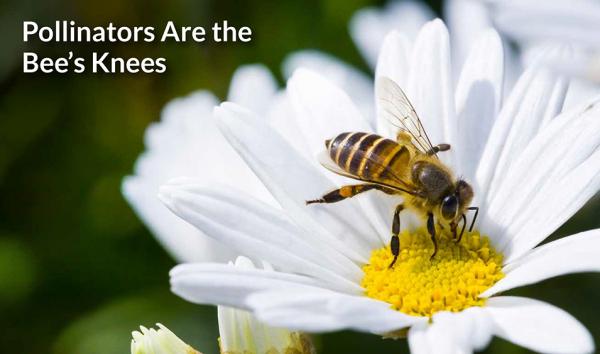 Pollinators are the bee's knees for global crop production