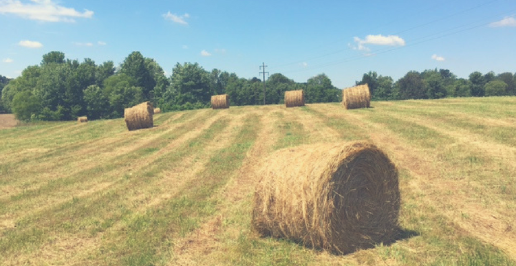 FORAGING AHEAD WITH DR. DON BALL: AVOIDING HAY FIRES