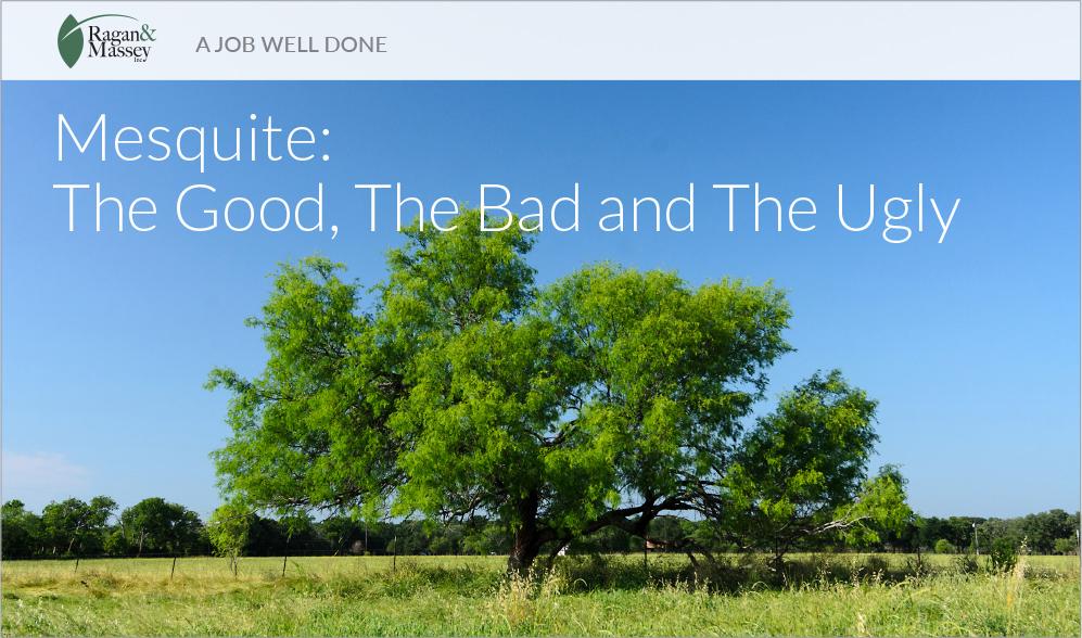 "A Job Well Done" by Ragan & Massey: Mesquite Control