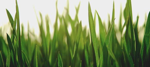3 Products Your Lawn Should Never Be Without