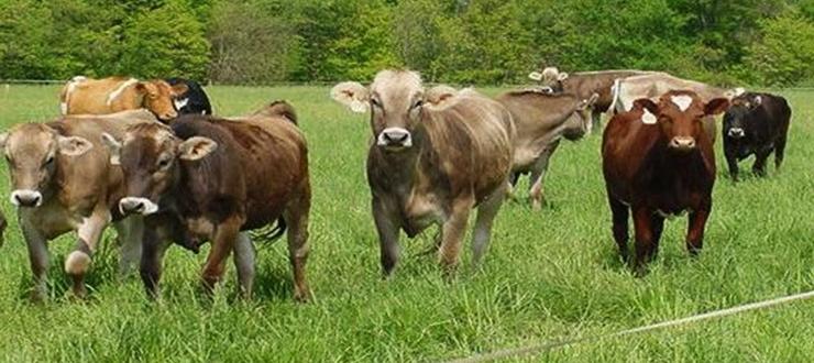 BENEFITS OF GRAZING MANAGEMENT