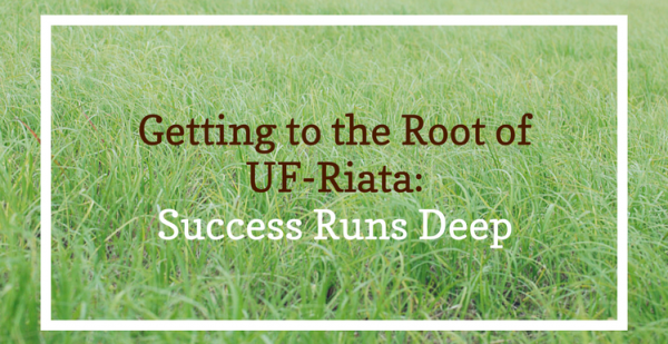 Getting to the Root of UF-Riata: Success Runs Deep