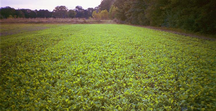 Food Plots Made Easy: 4 Ways To Establish Seeds, Encourage Growth, And Attract Game