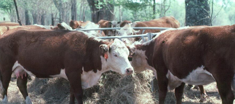 Foraging Ahead With Dr. Don Ball: Hay Feeding Deserves Attention