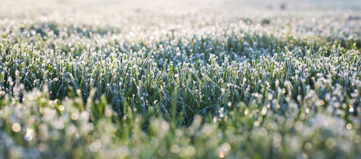 Prepare Your Garden For Frost: A Simple Guide