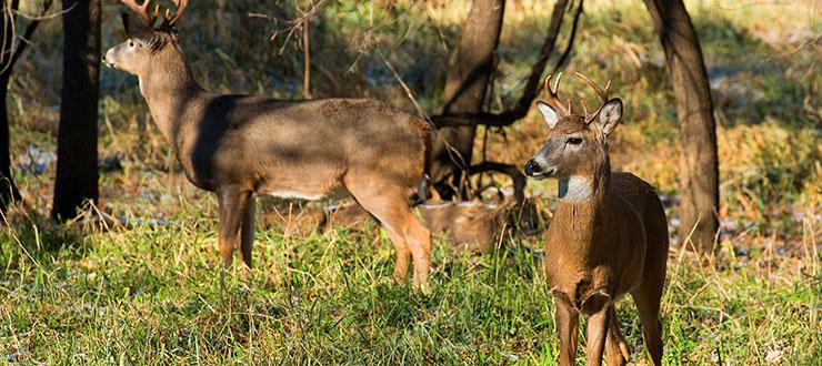 Why You Should Start Your Food Plot Now