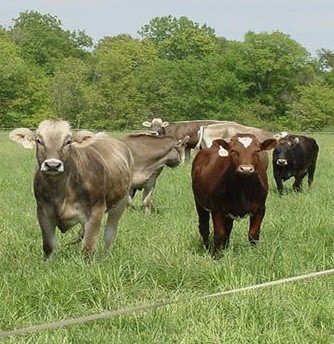 Stockpiling Warm Season Grasses