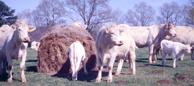 FORAGING AHEAD With Dr. Don Ball: TRAMPLING CLOVER SEED