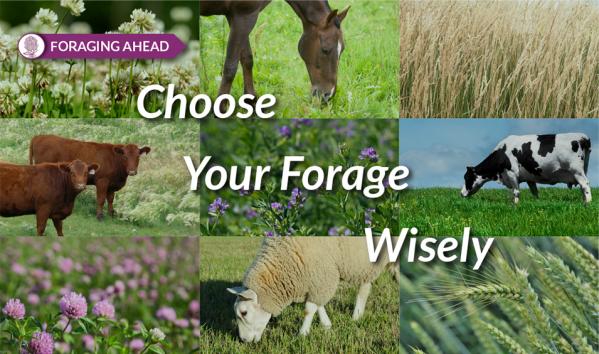 Foraging Ahead with Dr. Don Ball: Making informed forage selection decisions