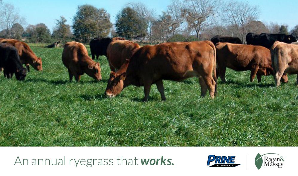 With Prine Ryegrass, it's prime time for winter forage