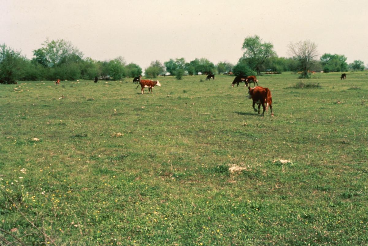 Why Overgrazing is Bad