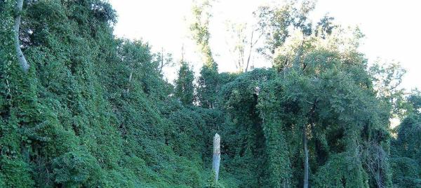 Kill Kudzu Permanently