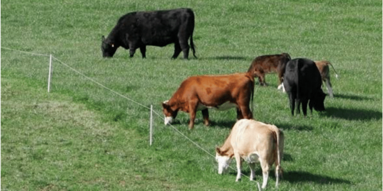 STOCKPILING TALL FESCUE DESERVES CONSIDERATION