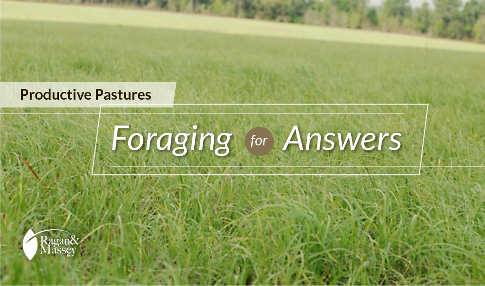 Choices to make for healthy, vigorous forage
