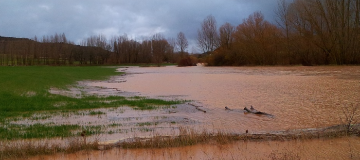 Foraging Ahead With Dr. Don Ball: Flooding of Forage Crops