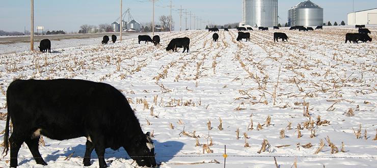 Winterizing Your Cattle with a Prine Forage Pasture