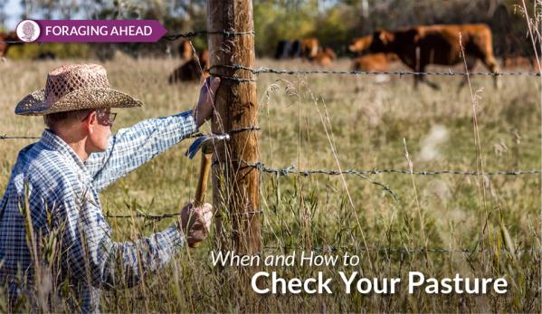 Foraging Ahead with Dr. Don Ball: Checking pastures