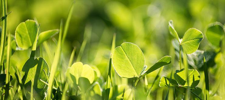 Back To Basics: 5 Ways To Get Your Lawn In Shape This Spring