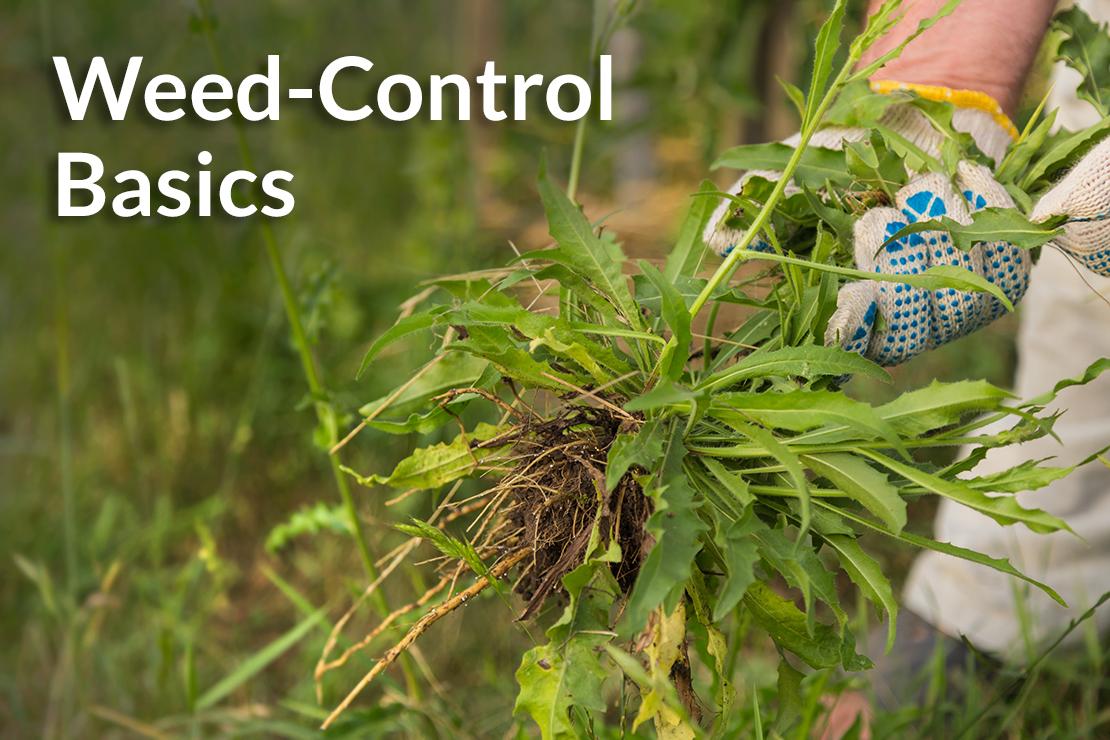 Knowing weed-control basics will keep you out of the weeds
