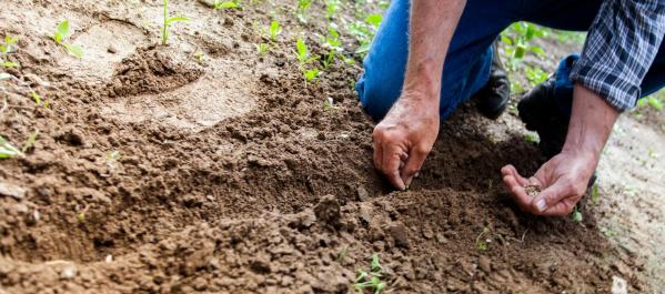 How To Fertilize Your Food Plots When You Don’t Have a Soil Sample
