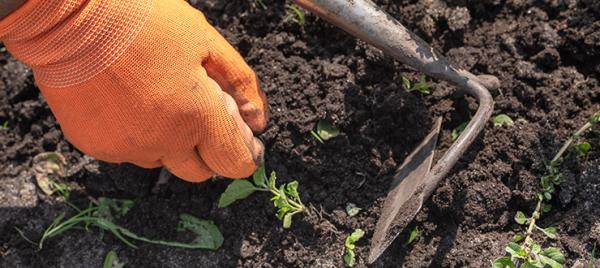 “How do I control…?” Your Top Weed-Control Questions and Our Answers