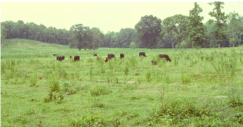 WEEDS IN FORAGE CROPS