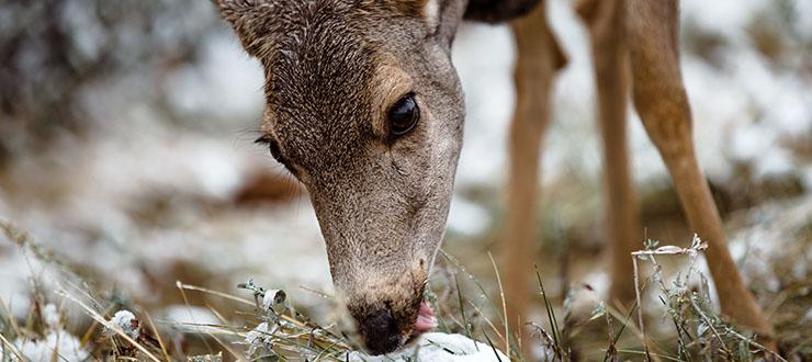 Agriculture and Food Plots Go Hand-In-Hand