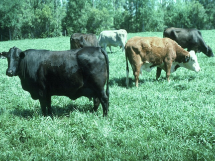 Forage Quality and Animal Needs