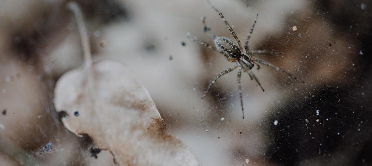 No More Uninvited Guests: Stop Bugs from Entering Your Home This Winter