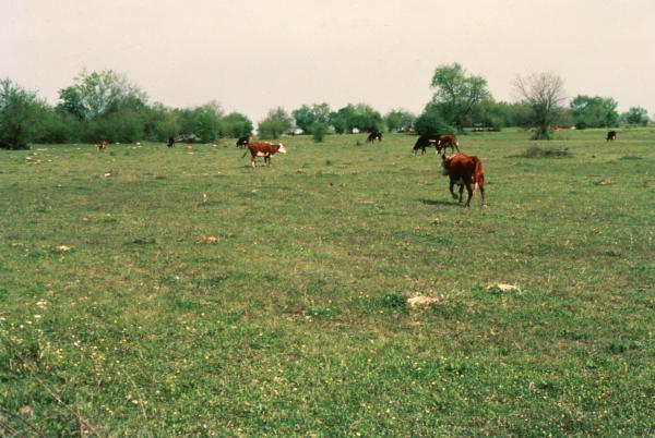 Why Overgrazing is Bad