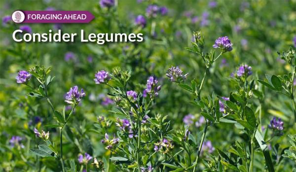 Foraging Ahead with Dr. Don Ball: Consider Legumes For Better Pasture Production