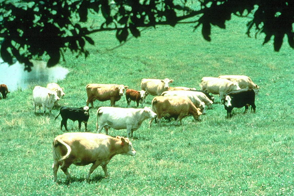 Grazing Lands of the USA