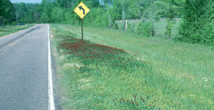 Foraging Ahead With Dr. Don Ball: A Factor That Limits Legumes