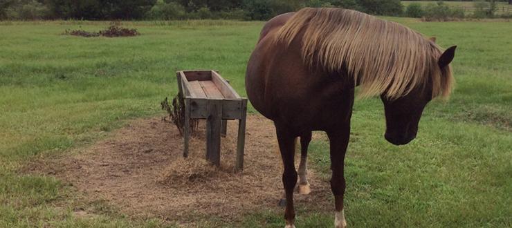 The Ragan & Massey Experience Straight from the Horse’s Mouth